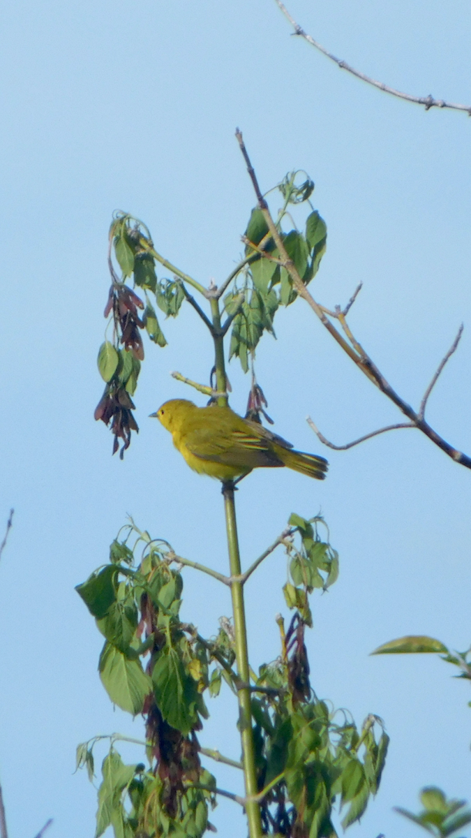 Yellow Warbler - Tim E.