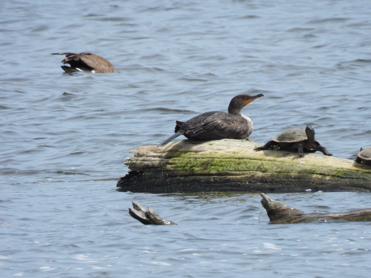 Double-crested Cormorant - Bruce Moorman