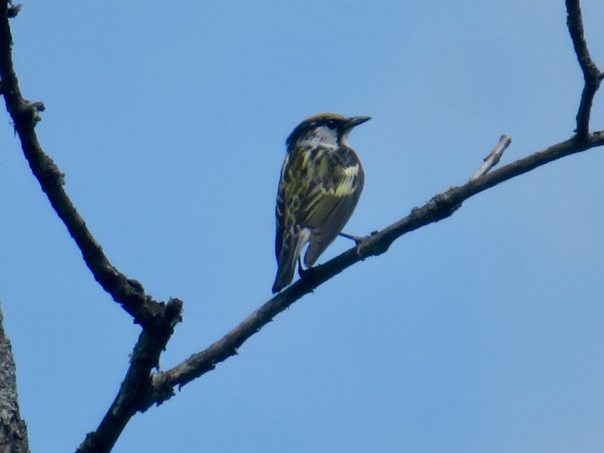 Chestnut-sided Warbler - ML619651671