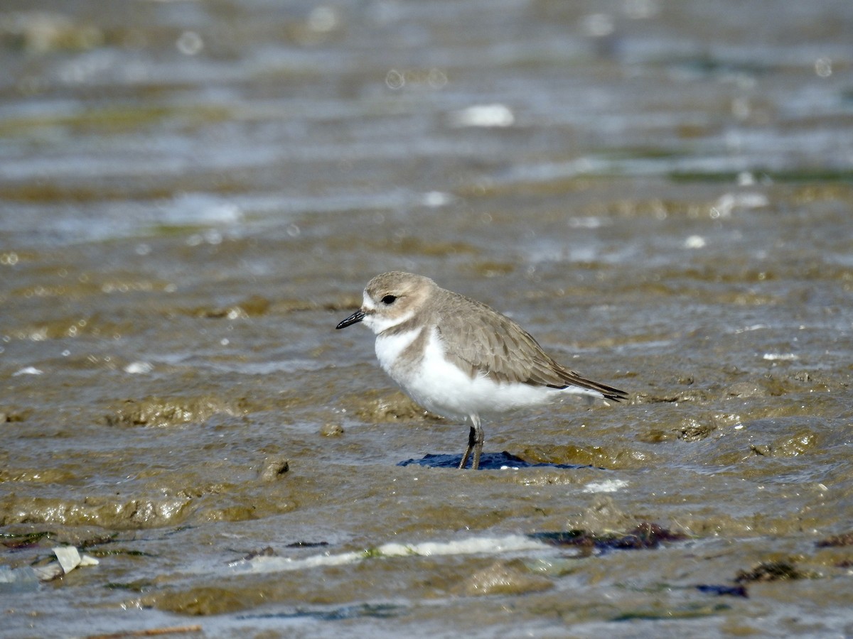 Two-banded Plover - ML619651677