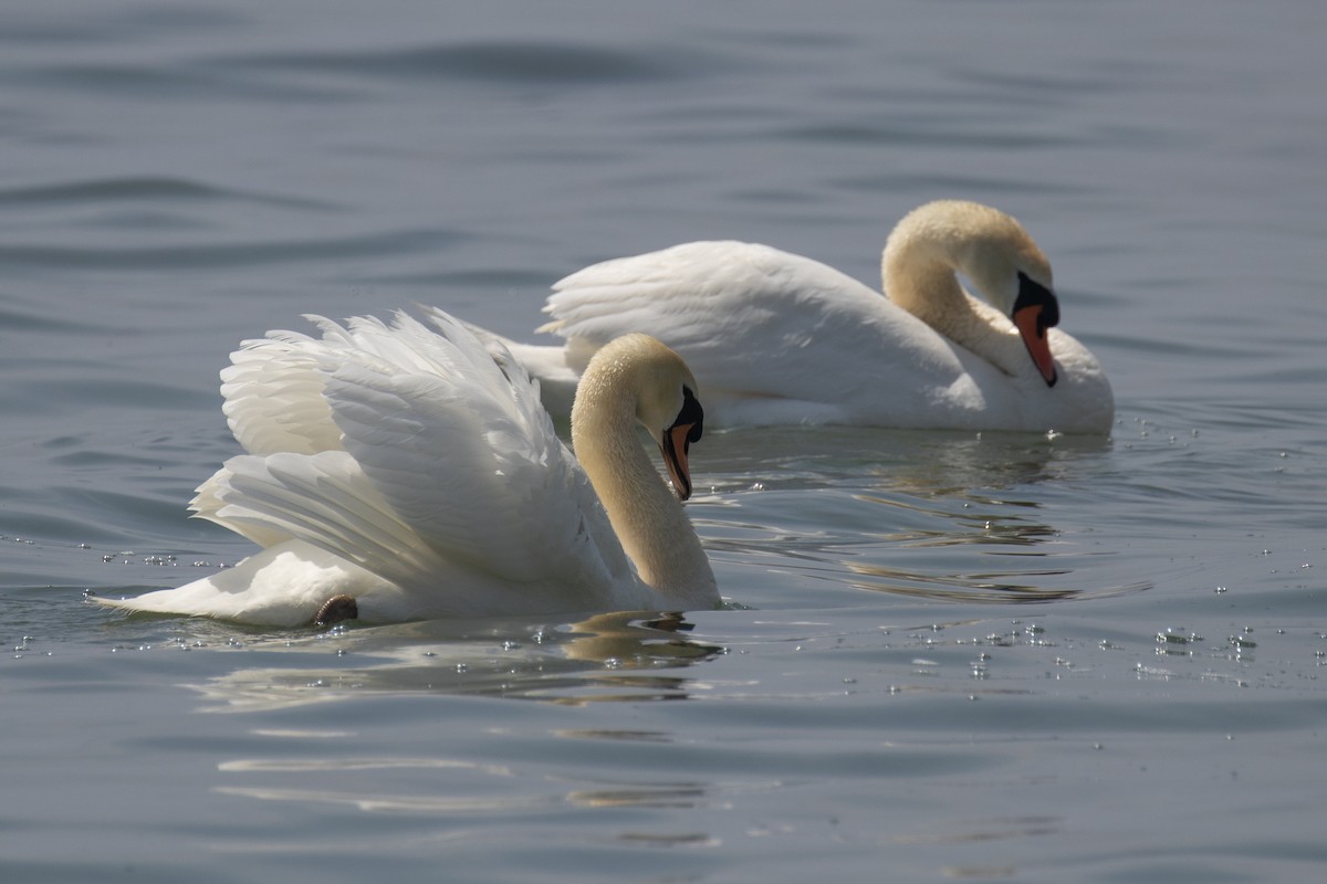 Mute Swan - Christine Mason