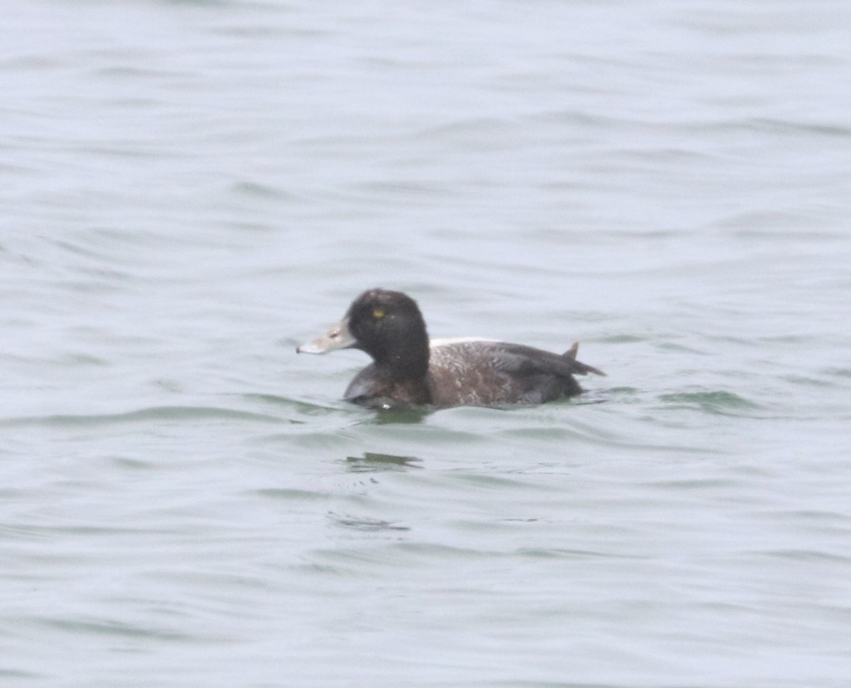 Greater Scaup - ML619651683