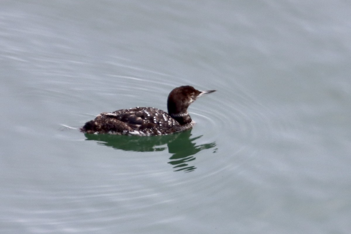 Common Loon - Nat Smale