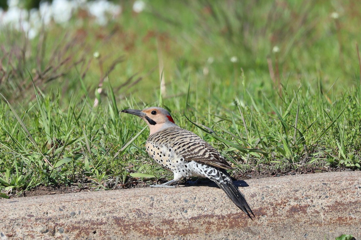 Northern Flicker - Nolan Kerr