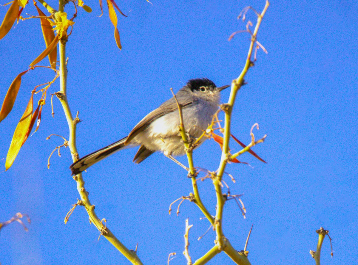 Black-tailed Gnatcatcher - Don Carney