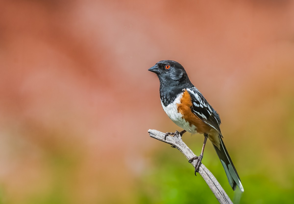 Spotted Towhee - Jim Merritt