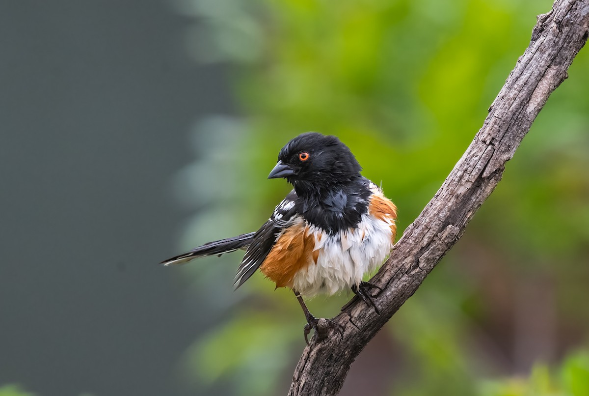 Spotted Towhee - Jim Merritt