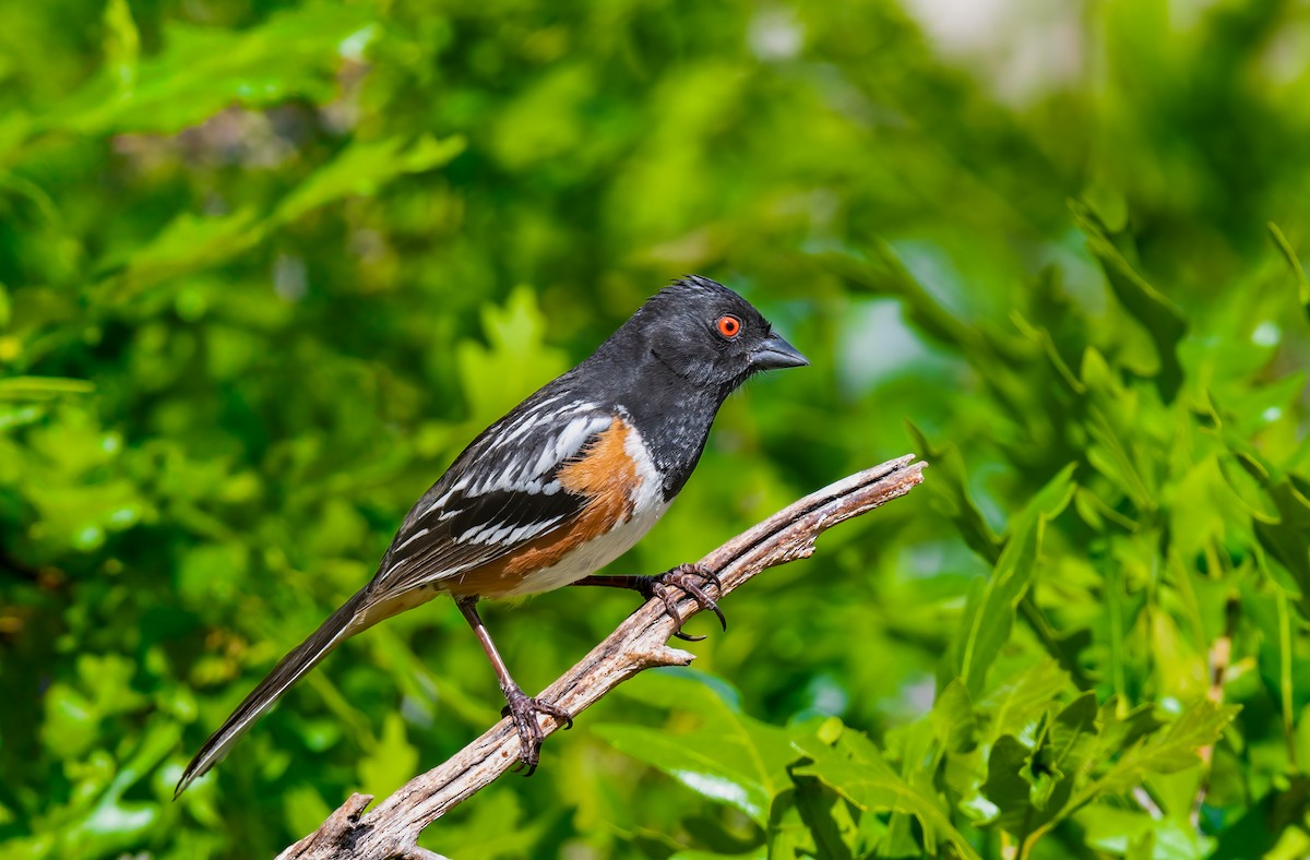 Spotted Towhee - Jim Merritt