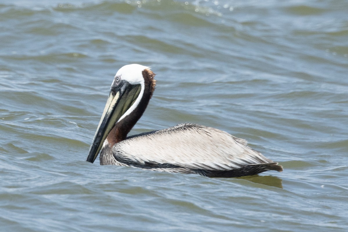 pelikán hnědý - ML619651700