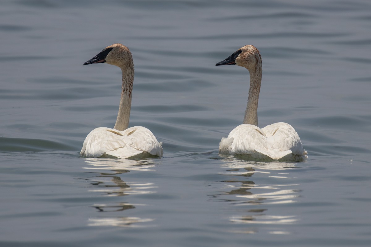 Trumpeter Swan - Christine Mason