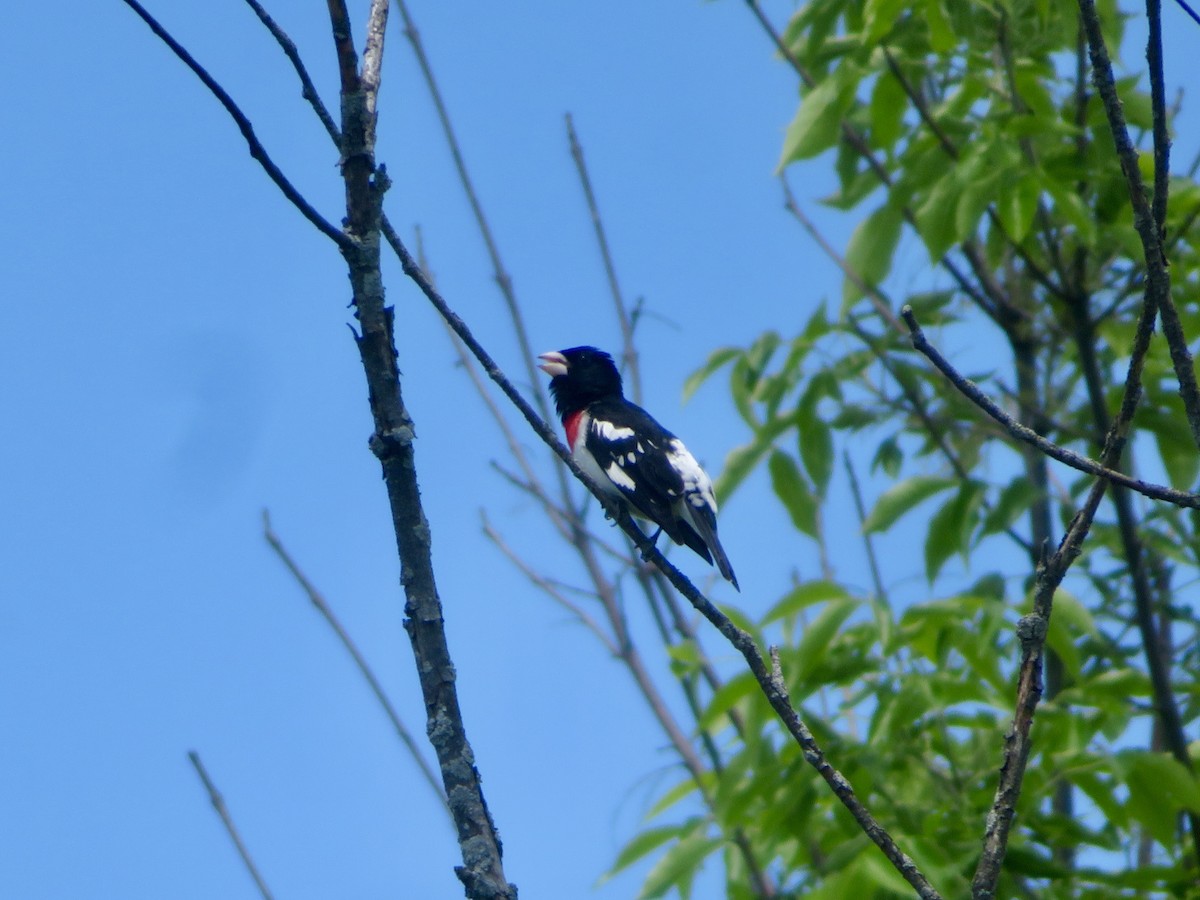 Rose-breasted Grosbeak - Christine Cote