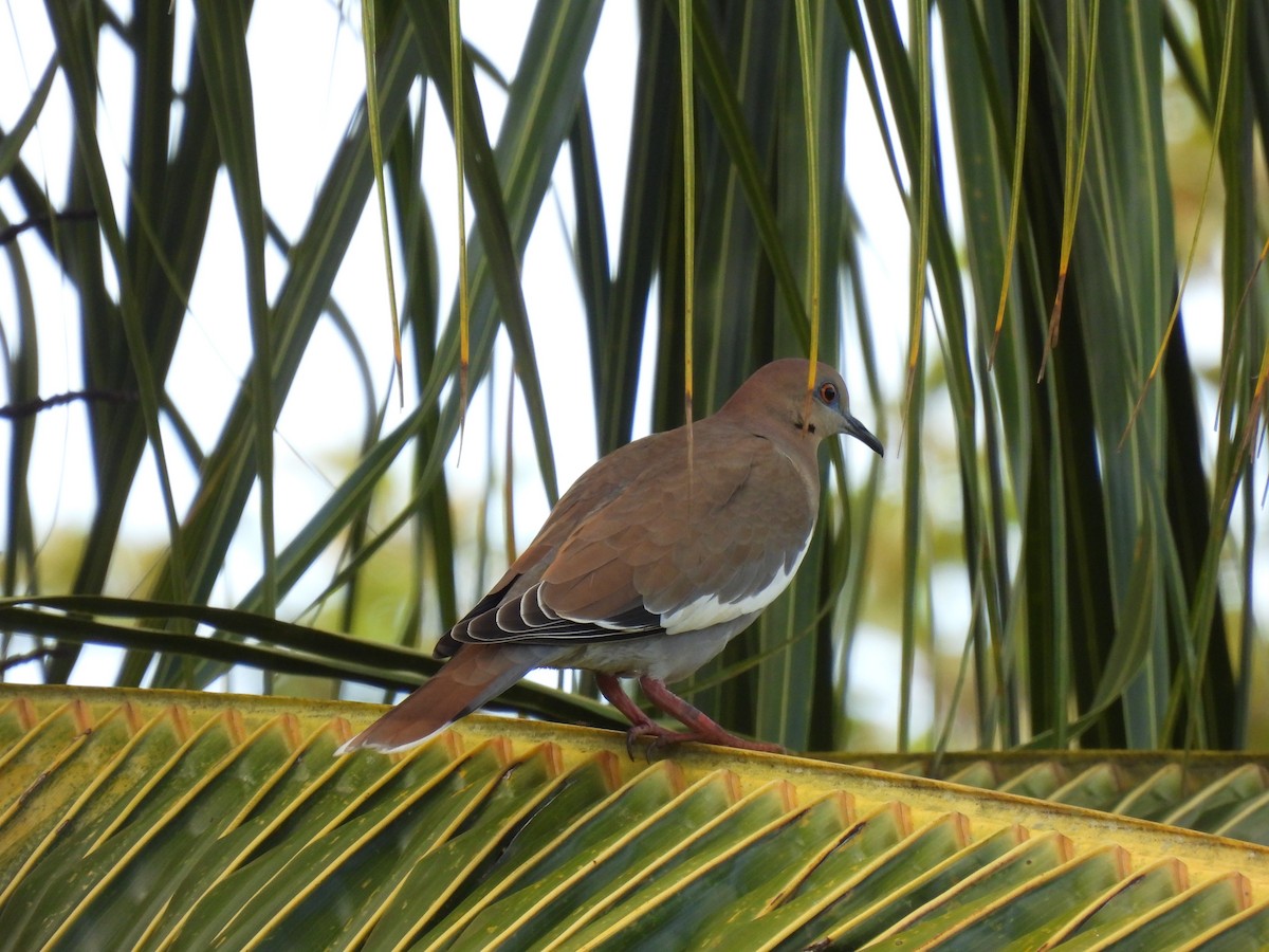 White-winged Dove - ML619651718