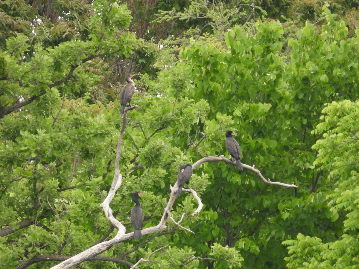 Double-crested Cormorant - Bruce Moorman