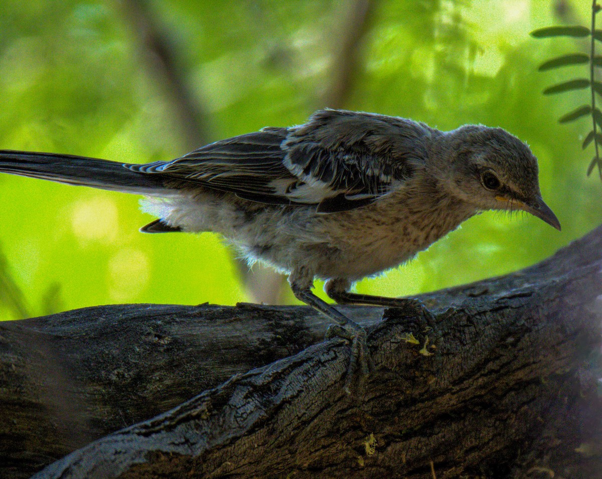 Northern Mockingbird - Don Carney