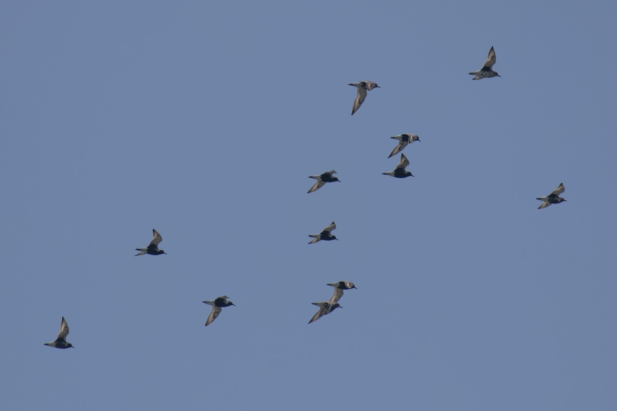 Black-bellied Plover - Christine Mason