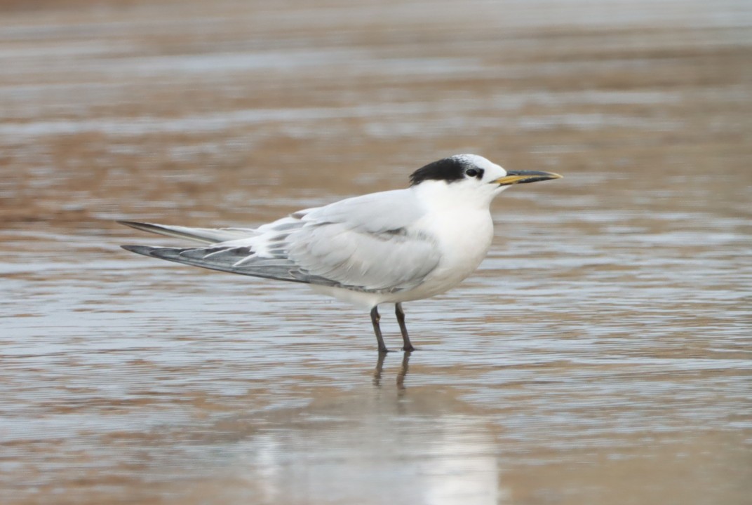 Sandwich Tern - João Paulo Durante