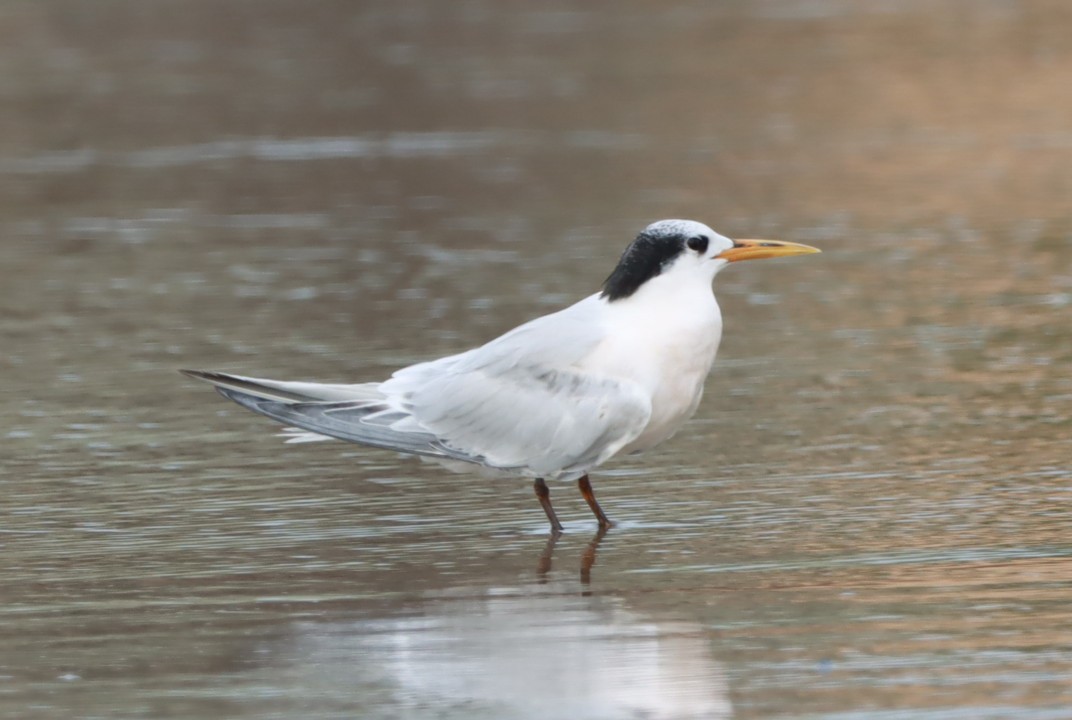 Sandwich Tern - João Paulo Durante