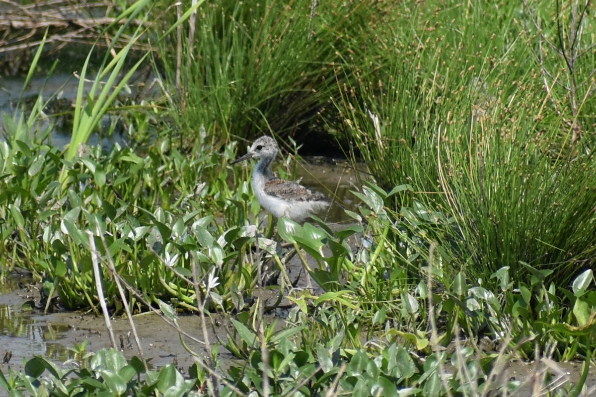 Black-necked Stilt - ML619651741