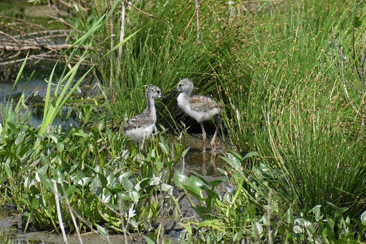 Black-necked Stilt - Claire H