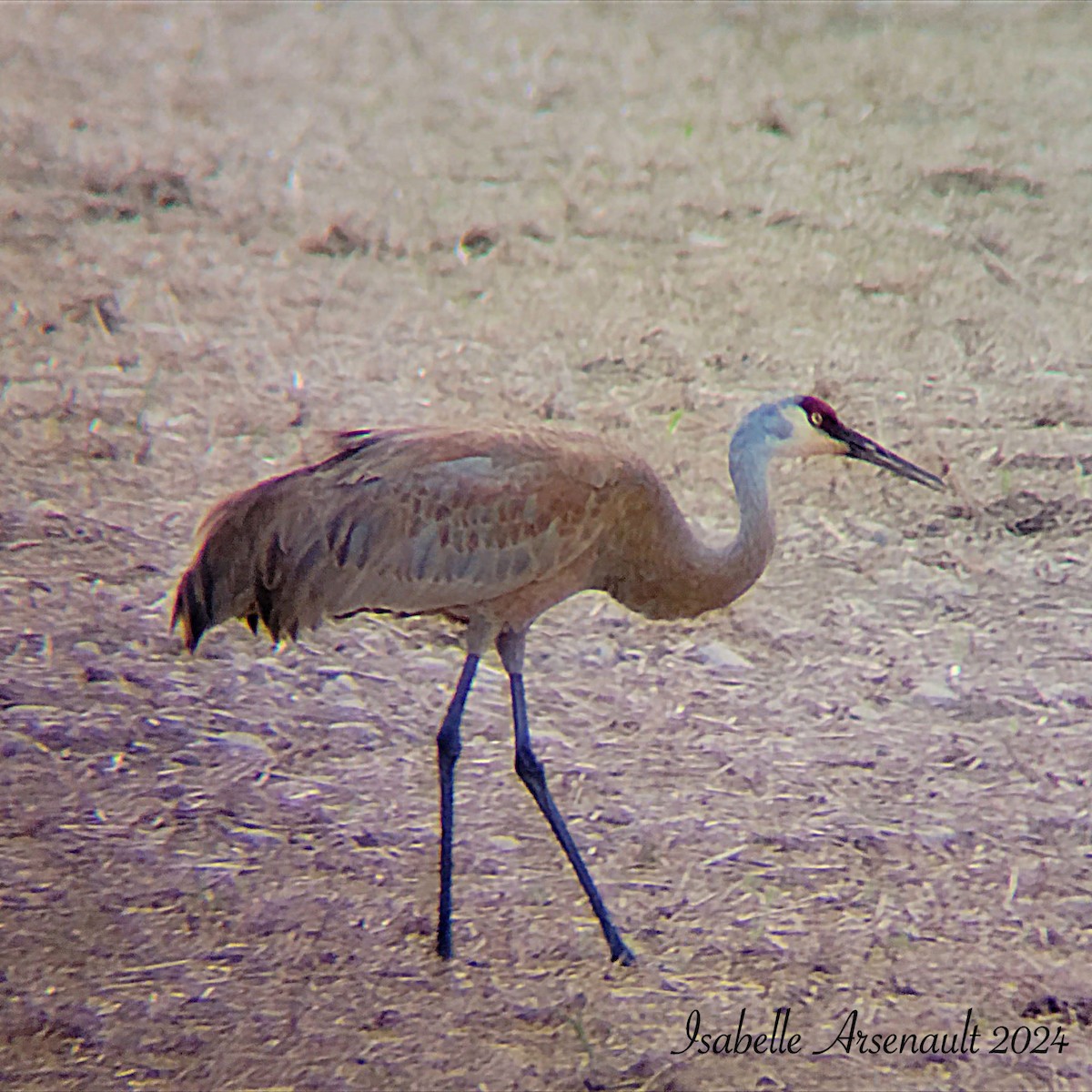 Sandhill Crane - Isabelle Arsenault