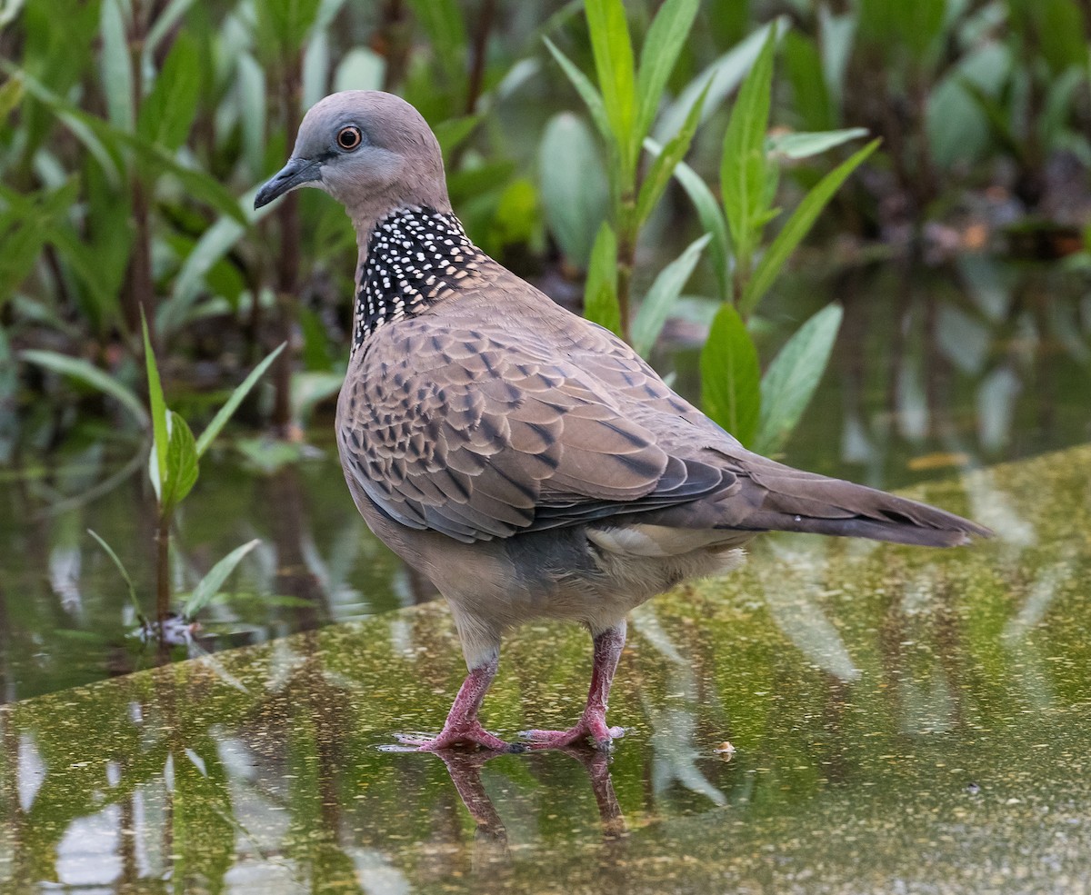 Spotted Dove - John le Rond