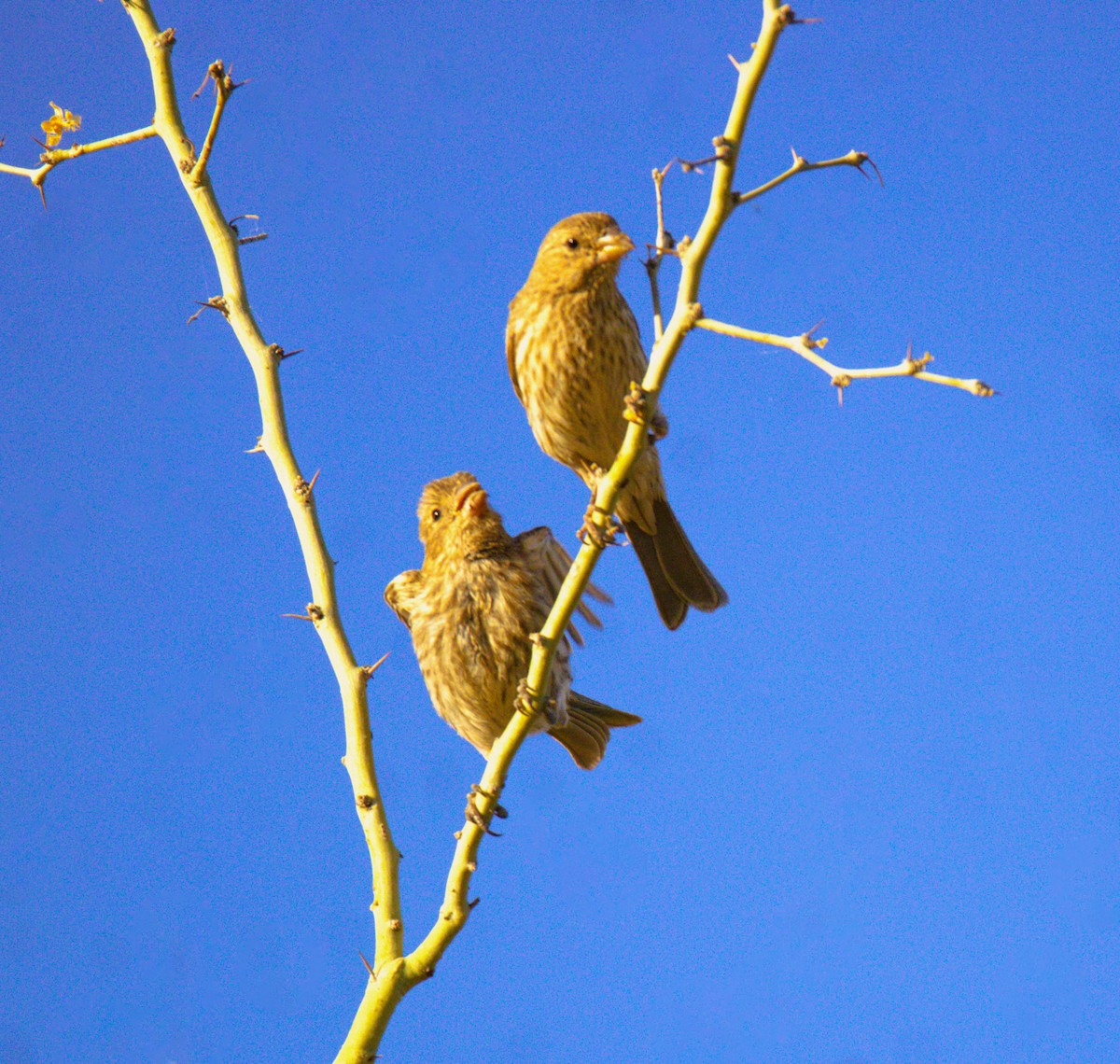 House Finch - Don Carney