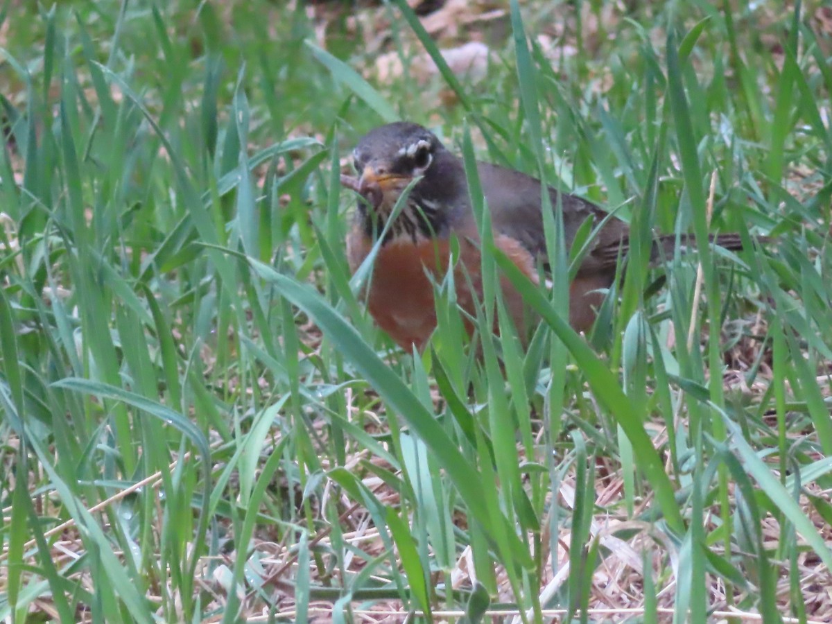 American Robin - Ursula  Mitra