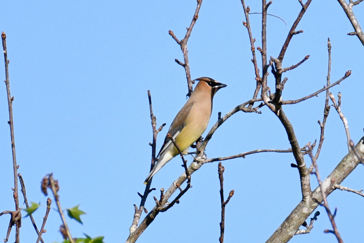 Cedar Waxwing - Rebecca Morgan