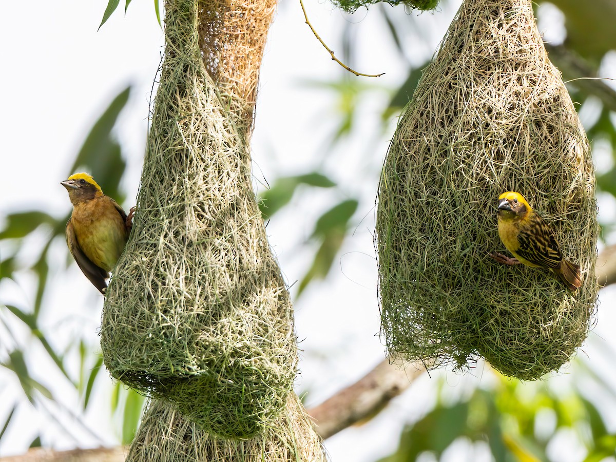 Baya Weaver - ML619651756