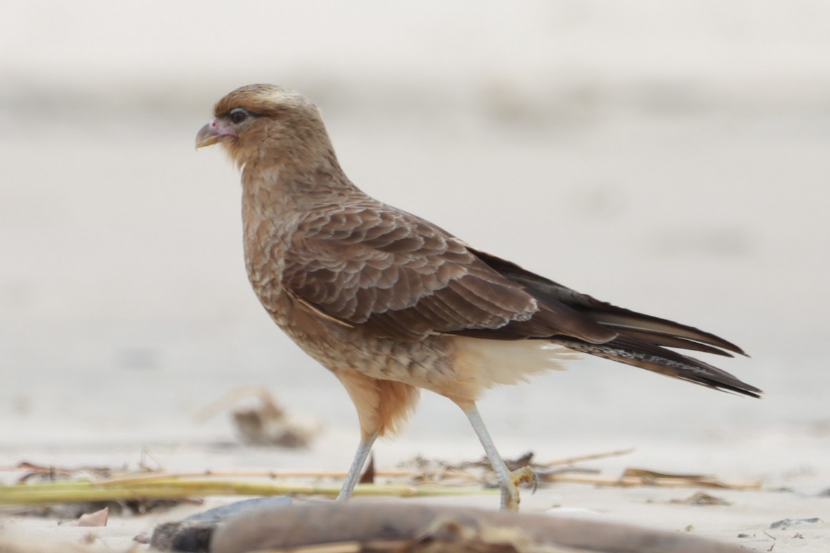 Chimango Caracara - João Paulo Durante