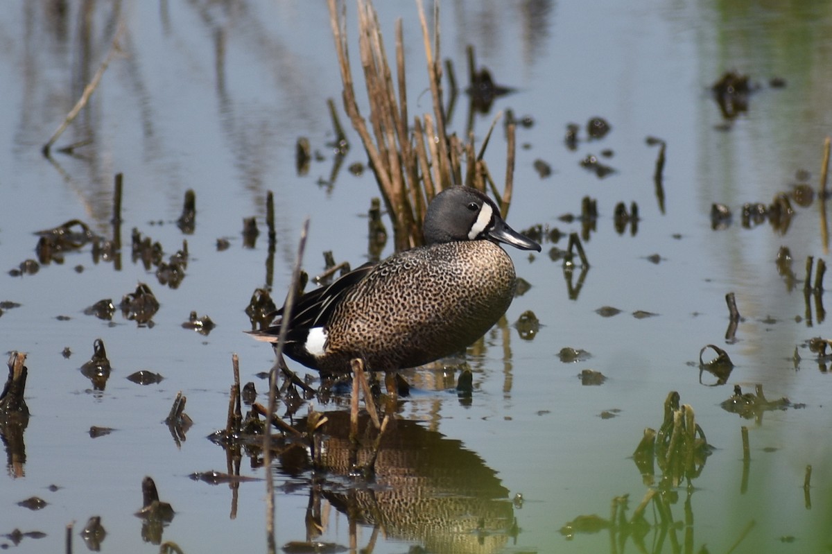 Blue-winged Teal - Claire H