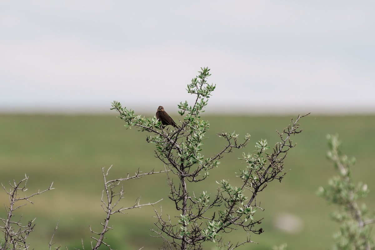 Brown-headed Cowbird - Tammy Mosbrucker