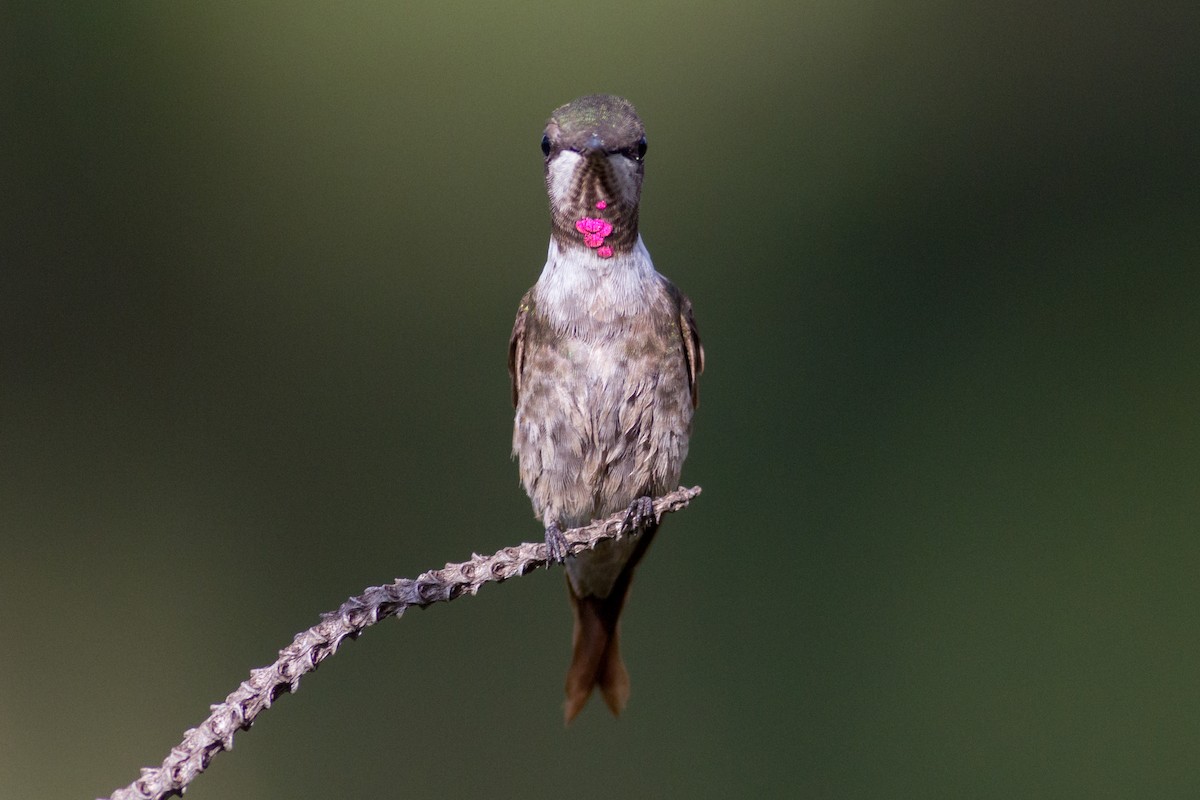 Colibri améthyste - ML619651765