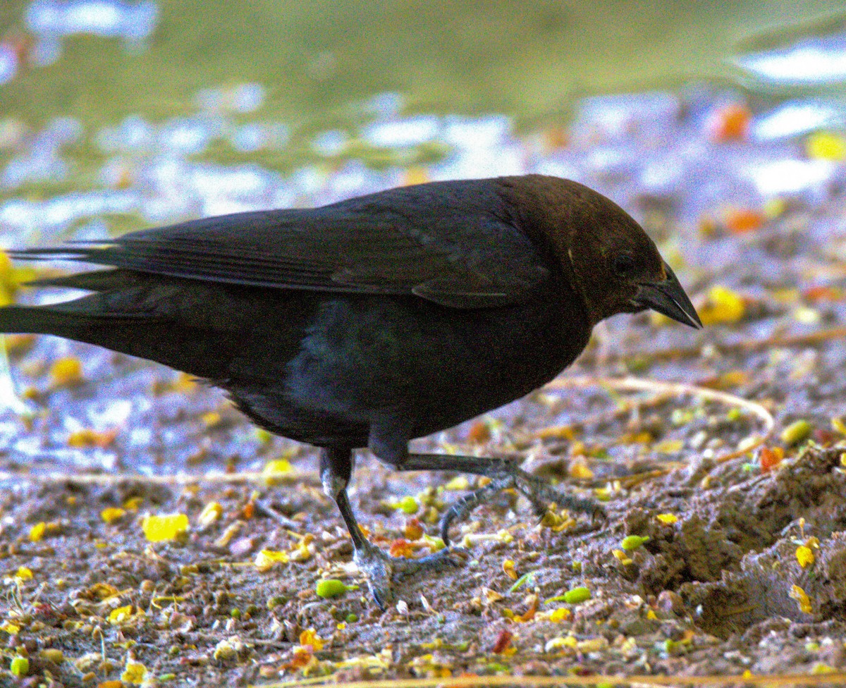 Brown-headed Cowbird - Don Carney