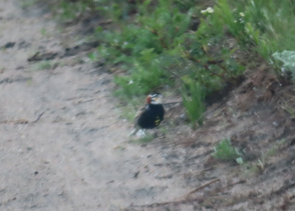 Chestnut-collared Longspur - Rudolf Koes