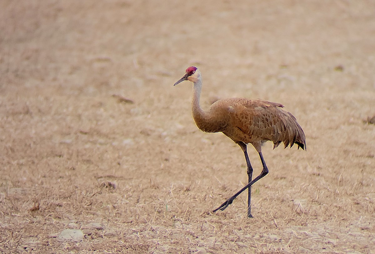 Sandhill Crane - Isabelle Arsenault