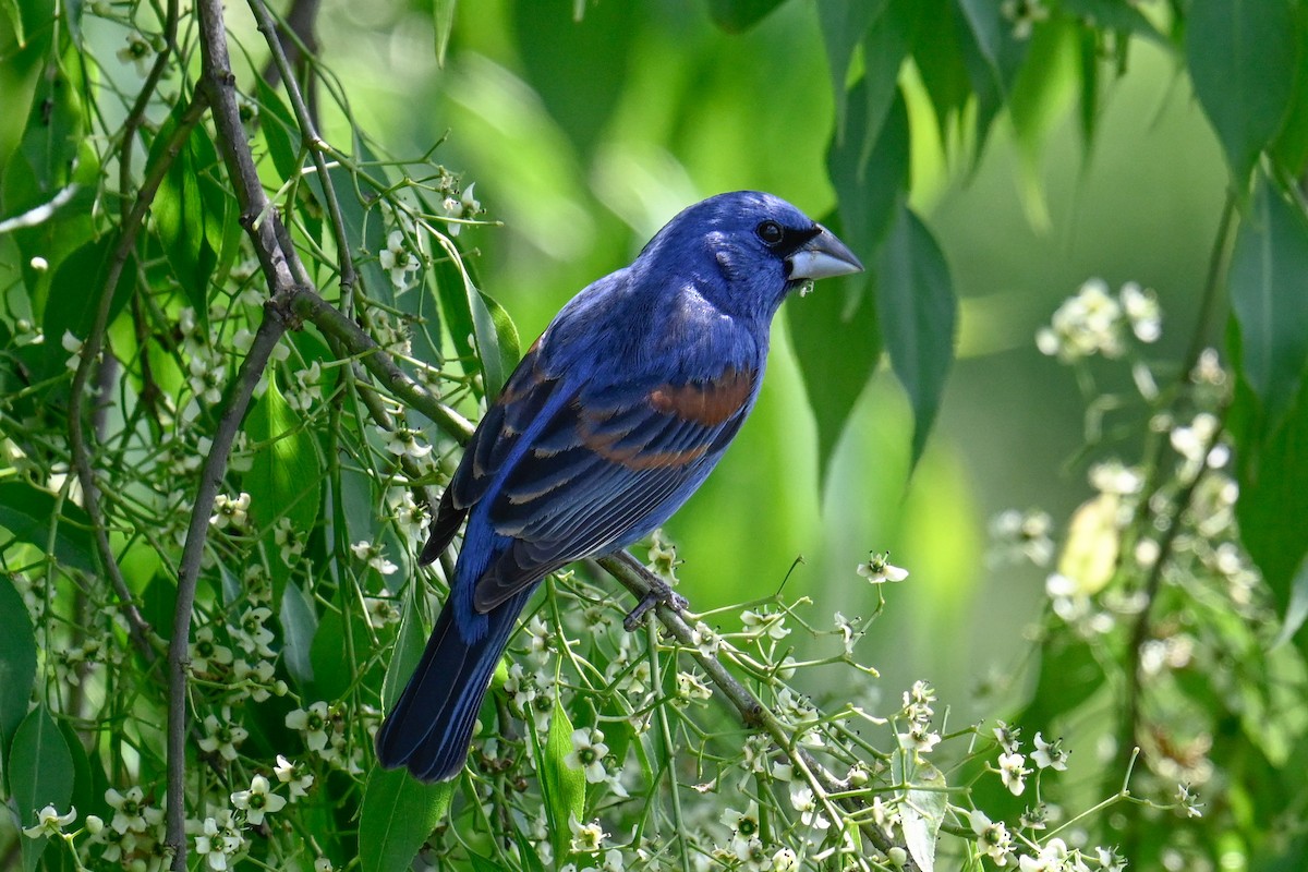 Blue Grosbeak - Rebecca Morgan