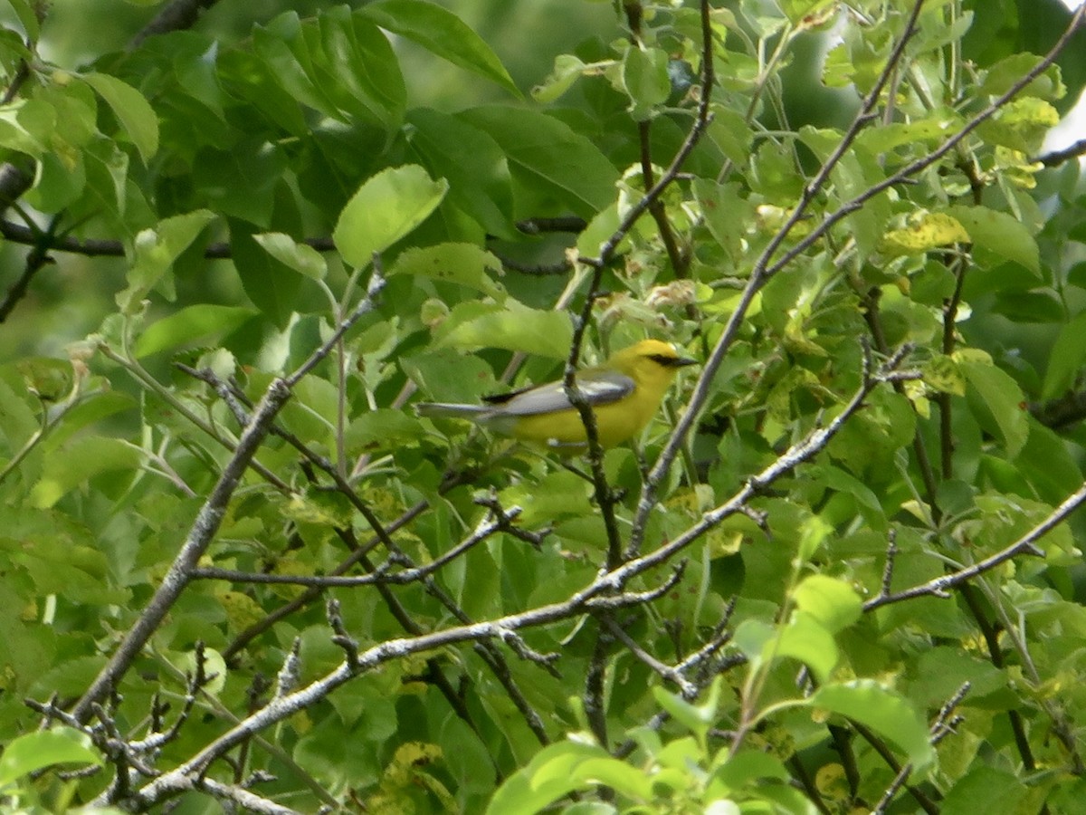 Blue-winged Warbler - ML619651782