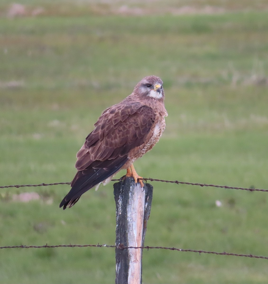 Swainson's Hawk - Bonnie Roemer