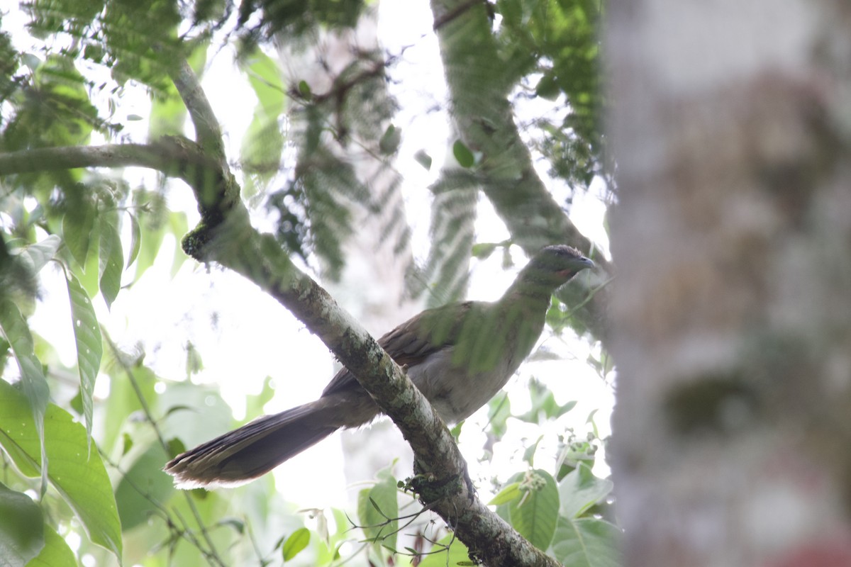 Gray-headed Chachalaca - allie bluestein