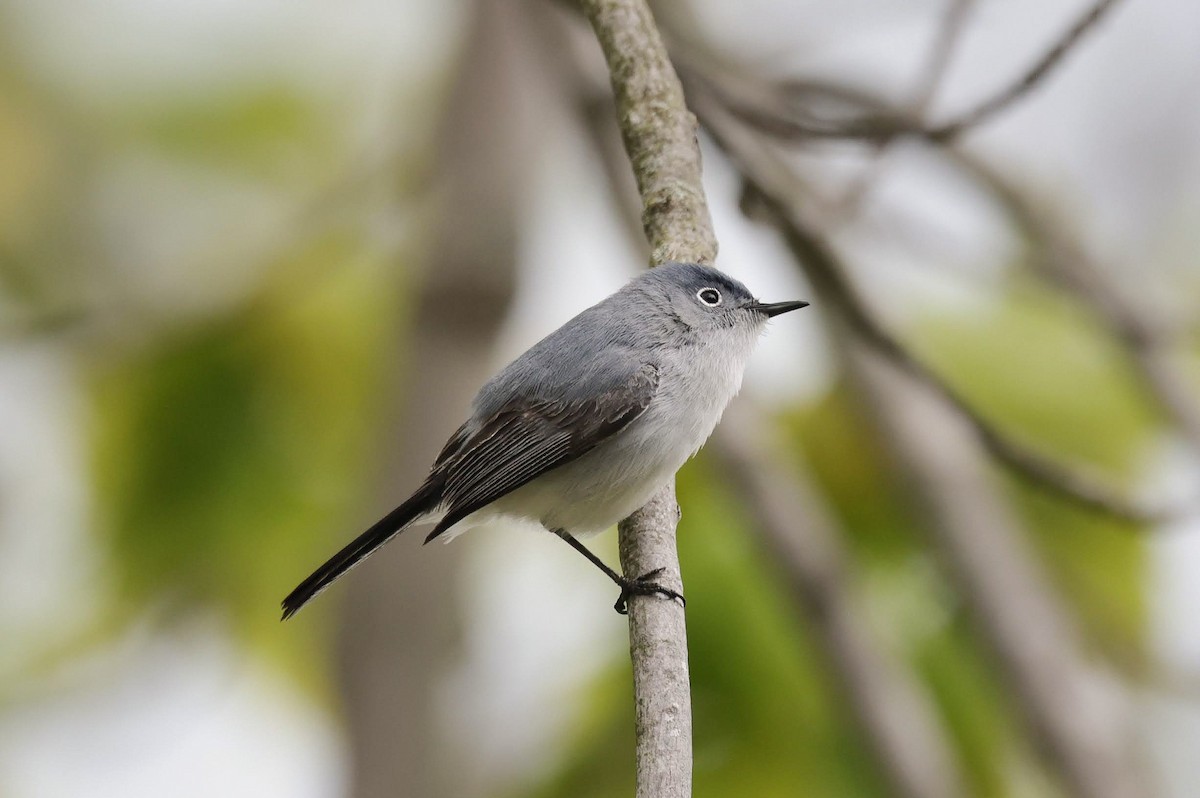 Blue-gray Gnatcatcher - Chantal Brault