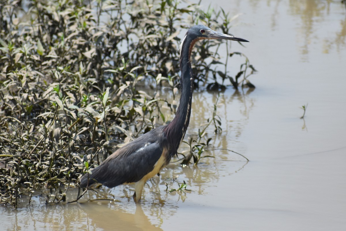 Tricolored Heron - Claire H