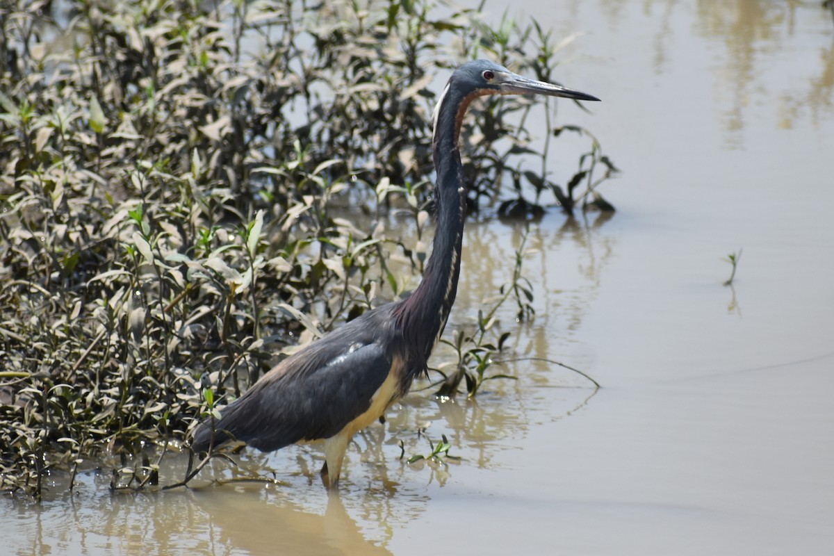 Tricolored Heron - ML619651787