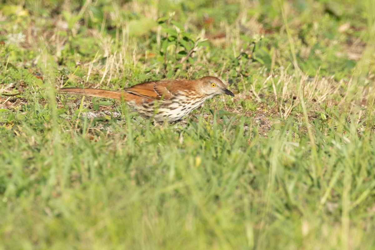 Brown Thrasher - Tommy Mullen