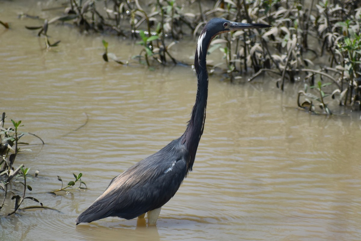 Tricolored Heron - Claire H