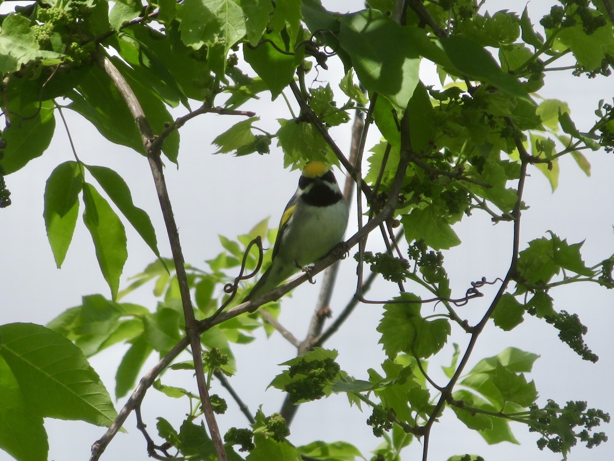 Golden-winged Warbler - Christine Cote