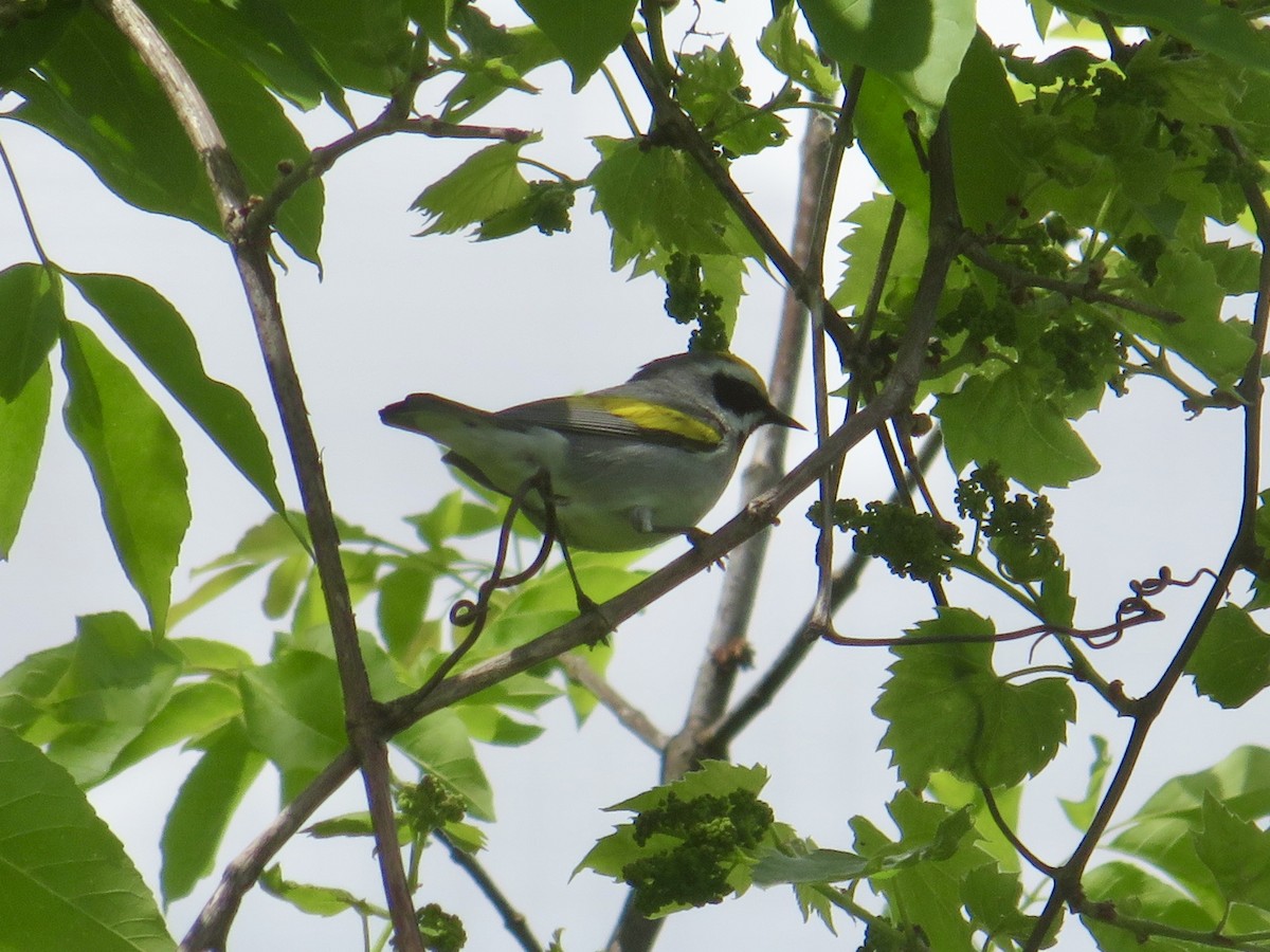 Golden-winged Warbler - Christine Cote