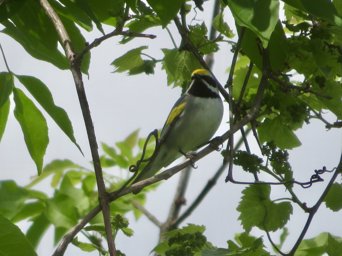 Golden-winged Warbler - Christine Cote