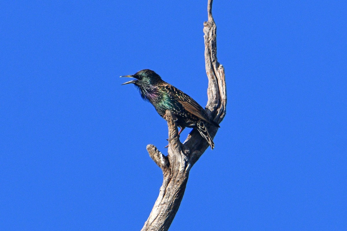 European Starling - Peter & Shelly Watts