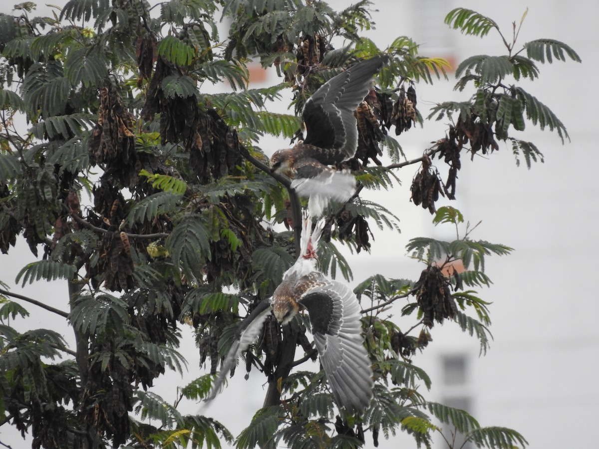 White-tailed Kite - ML619651806